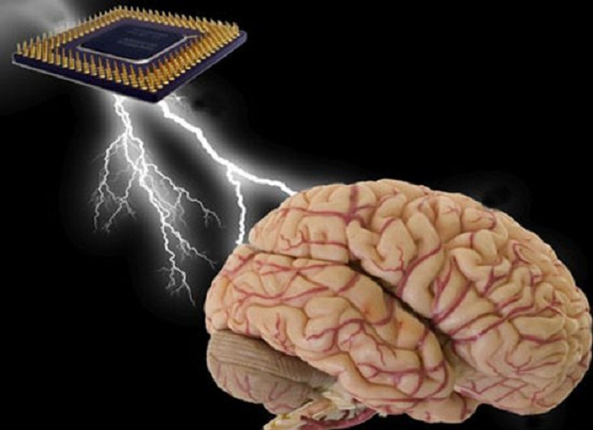Brain