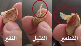 قطمير ،فتيلا، نقيرا