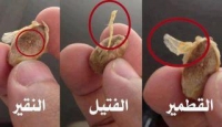 قطمير ،فتيلا، نقيرا
