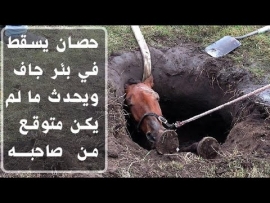 قصة الحصان و شروط السعادة الخمسة