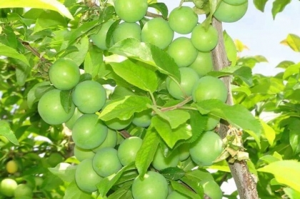 فوائد الجانرك