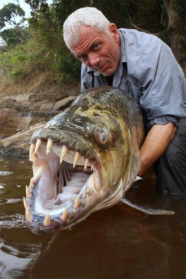 سمكة النمر