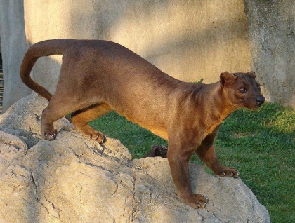 حيوان الفوسا Fossa